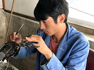 Recogida de perlas de Tahití en Rikitea. Un injertador utiliza instrumentos de precisión para quitar una perla.