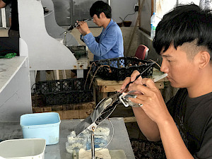 Recogida de perlas de Tahití en Rikitea. Dos injertadores trabajan con cuidado y atención.