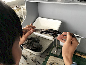 Recogida de perlas de Tahití en Rikitea. Una perla está siendo removida de la ostra perlera.